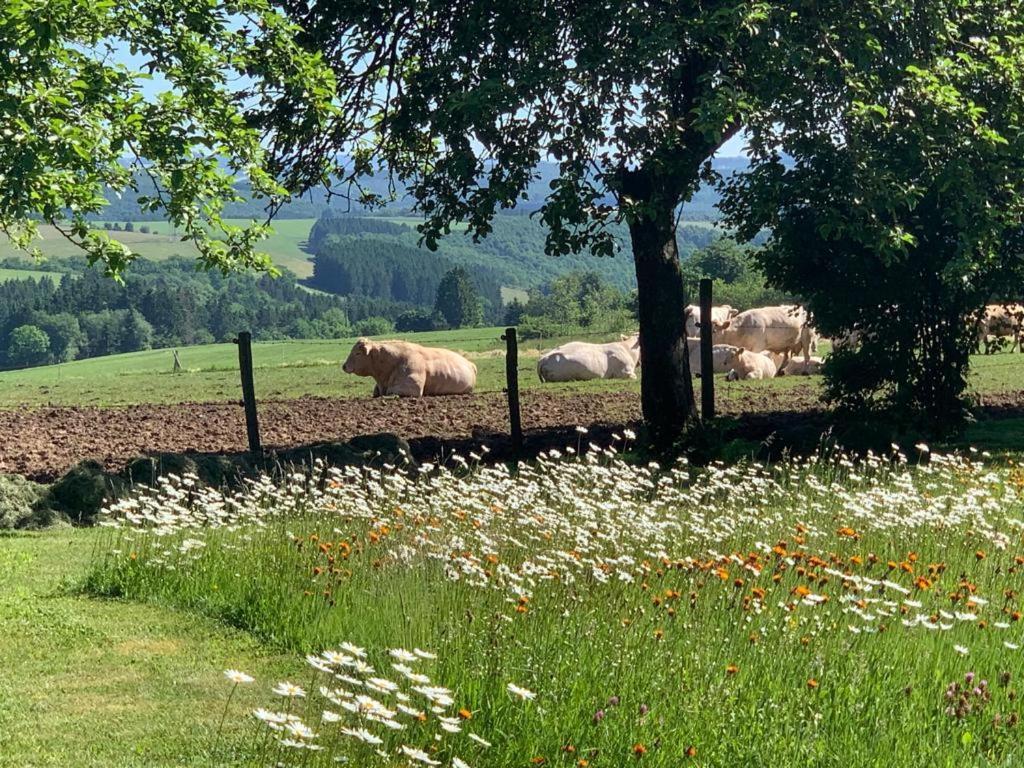 Apartmán Urlaub Mit Hund Auf Dem Bauernhof Hofswald Euscheid Exteriér fotografie