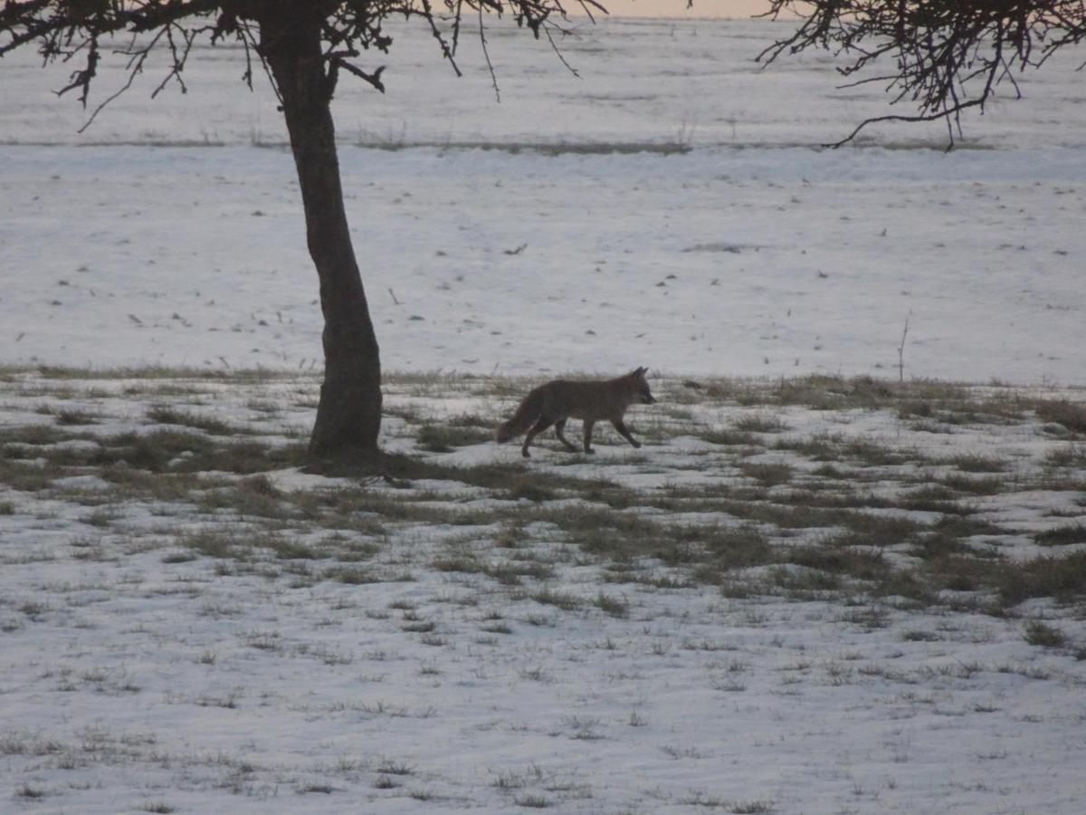 Apartmán Urlaub Mit Hund Auf Dem Bauernhof Hofswald Euscheid Exteriér fotografie