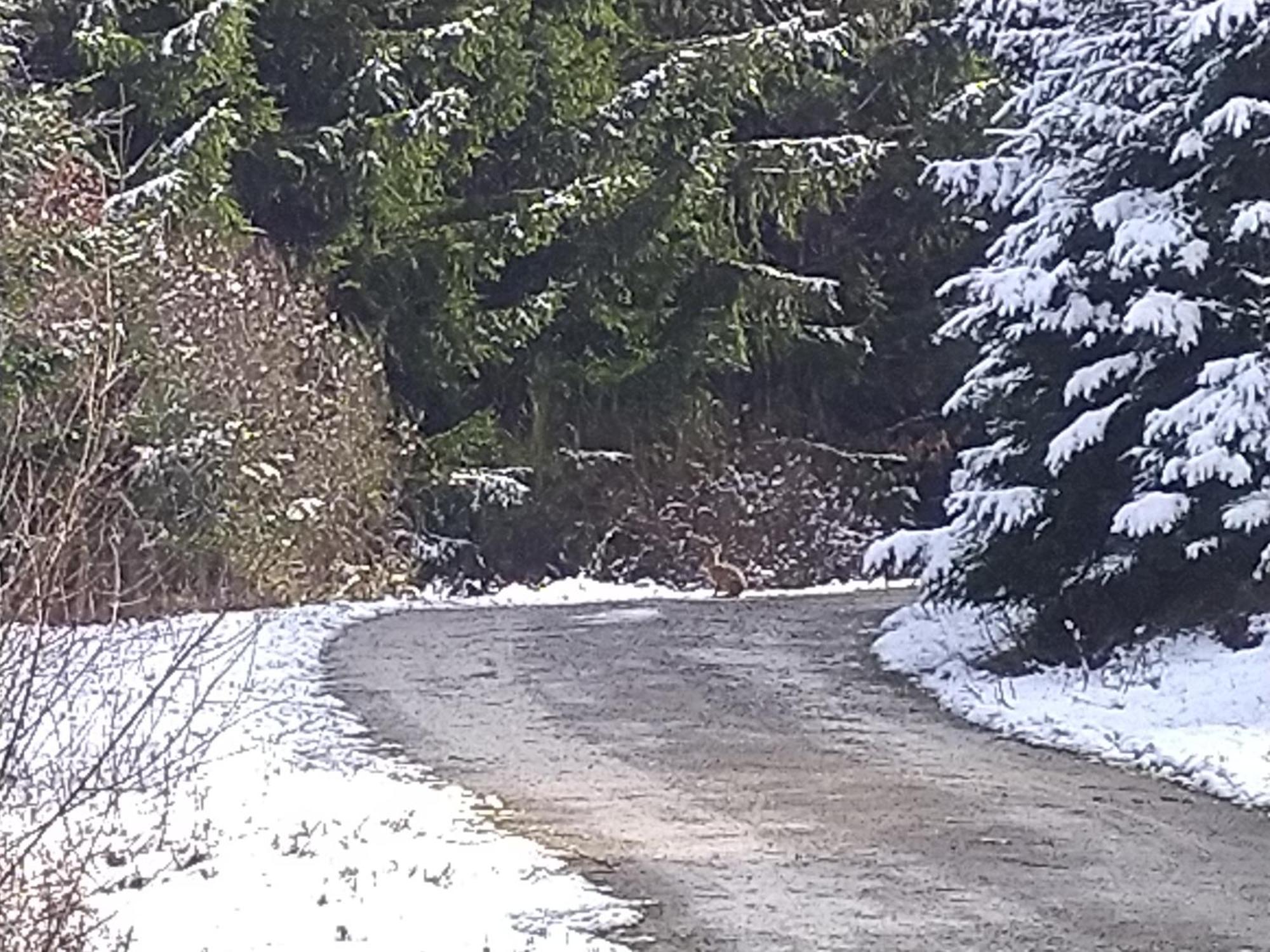 Apartmán Urlaub Mit Hund Auf Dem Bauernhof Hofswald Euscheid Exteriér fotografie