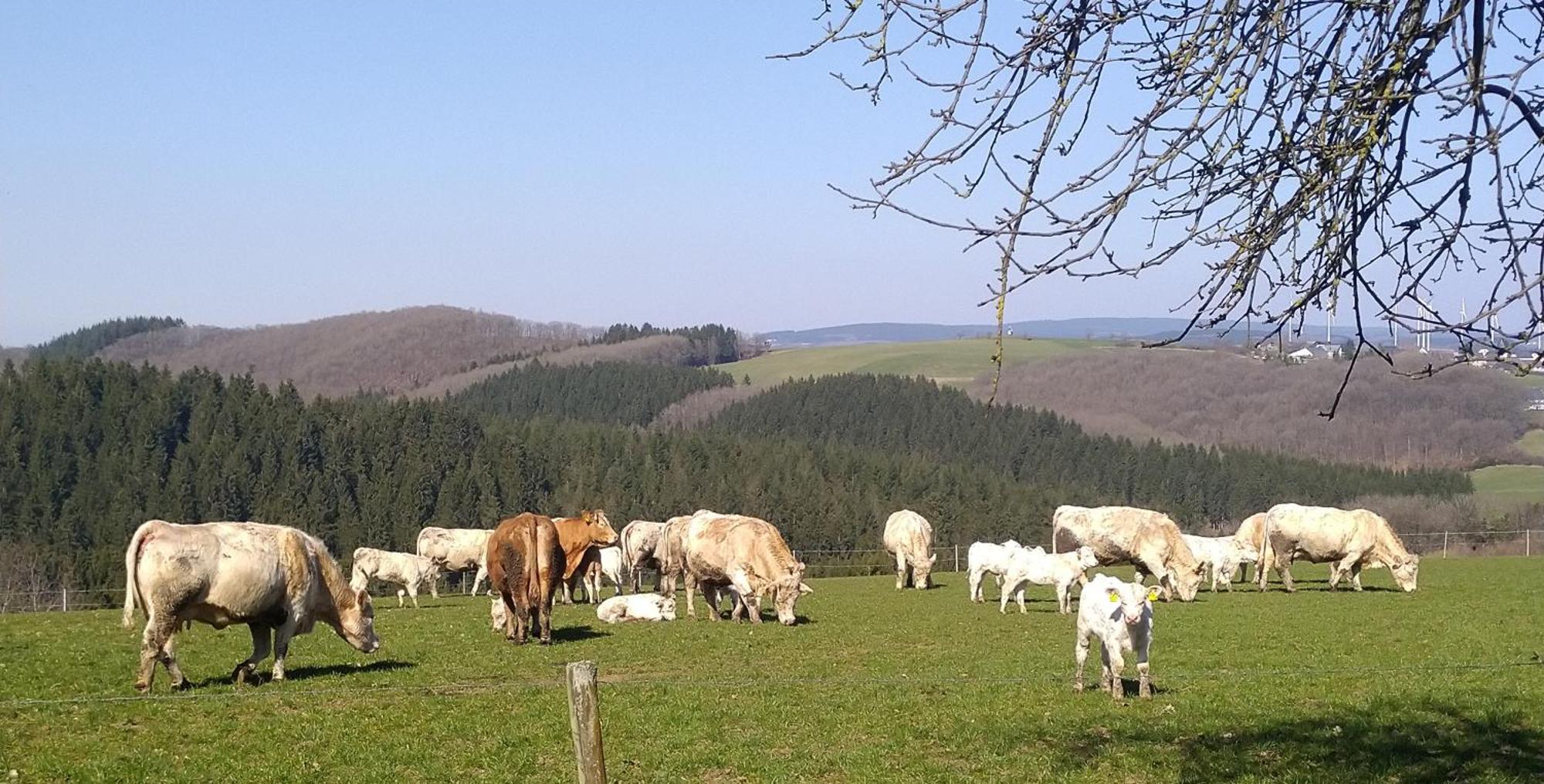 Apartmán Urlaub Mit Hund Auf Dem Bauernhof Hofswald Euscheid Exteriér fotografie