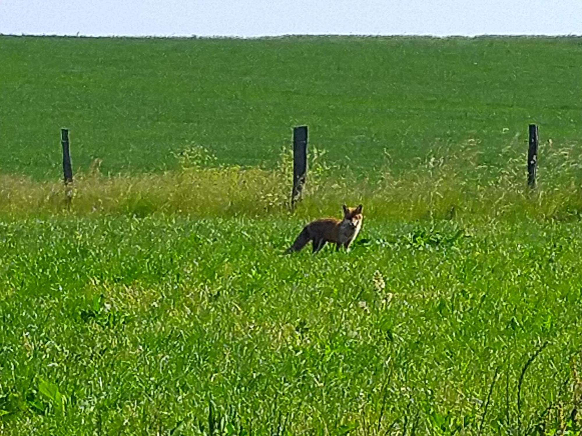 Apartmán Urlaub Mit Hund Auf Dem Bauernhof Hofswald Euscheid Exteriér fotografie