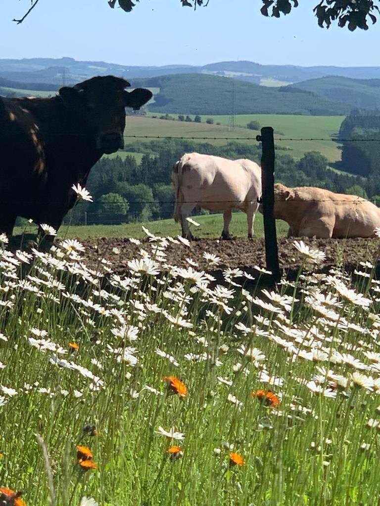 Apartmán Urlaub Mit Hund Auf Dem Bauernhof Hofswald Euscheid Exteriér fotografie