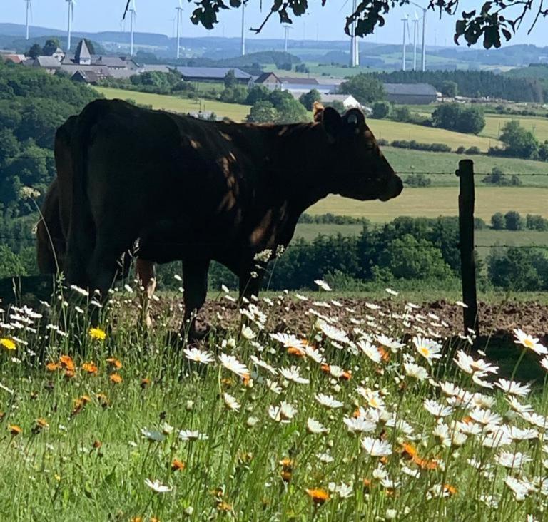 Apartmán Urlaub Mit Hund Auf Dem Bauernhof Hofswald Euscheid Exteriér fotografie