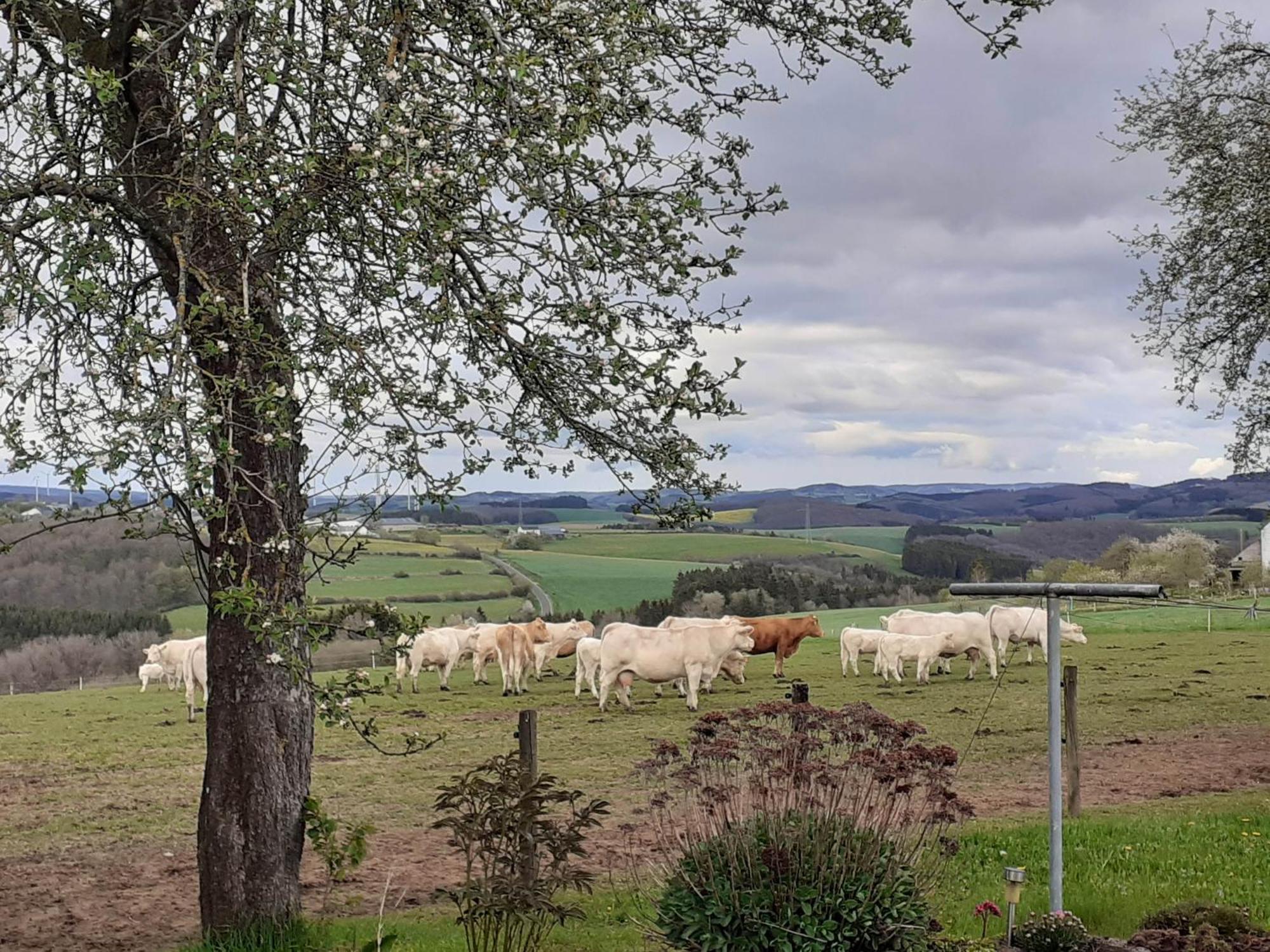 Apartmán Urlaub Mit Hund Auf Dem Bauernhof Hofswald Euscheid Exteriér fotografie
