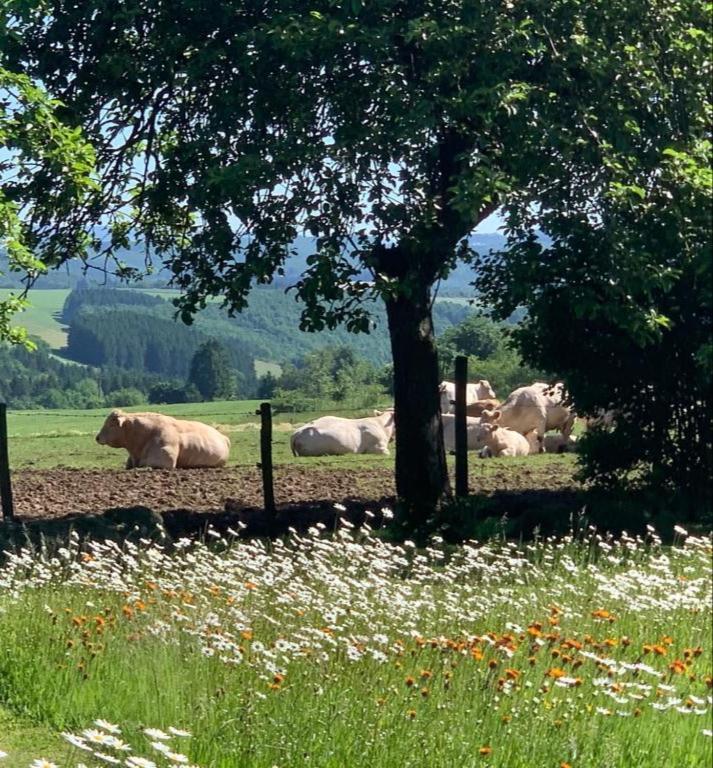 Apartmán Urlaub Mit Hund Auf Dem Bauernhof Hofswald Euscheid Exteriér fotografie