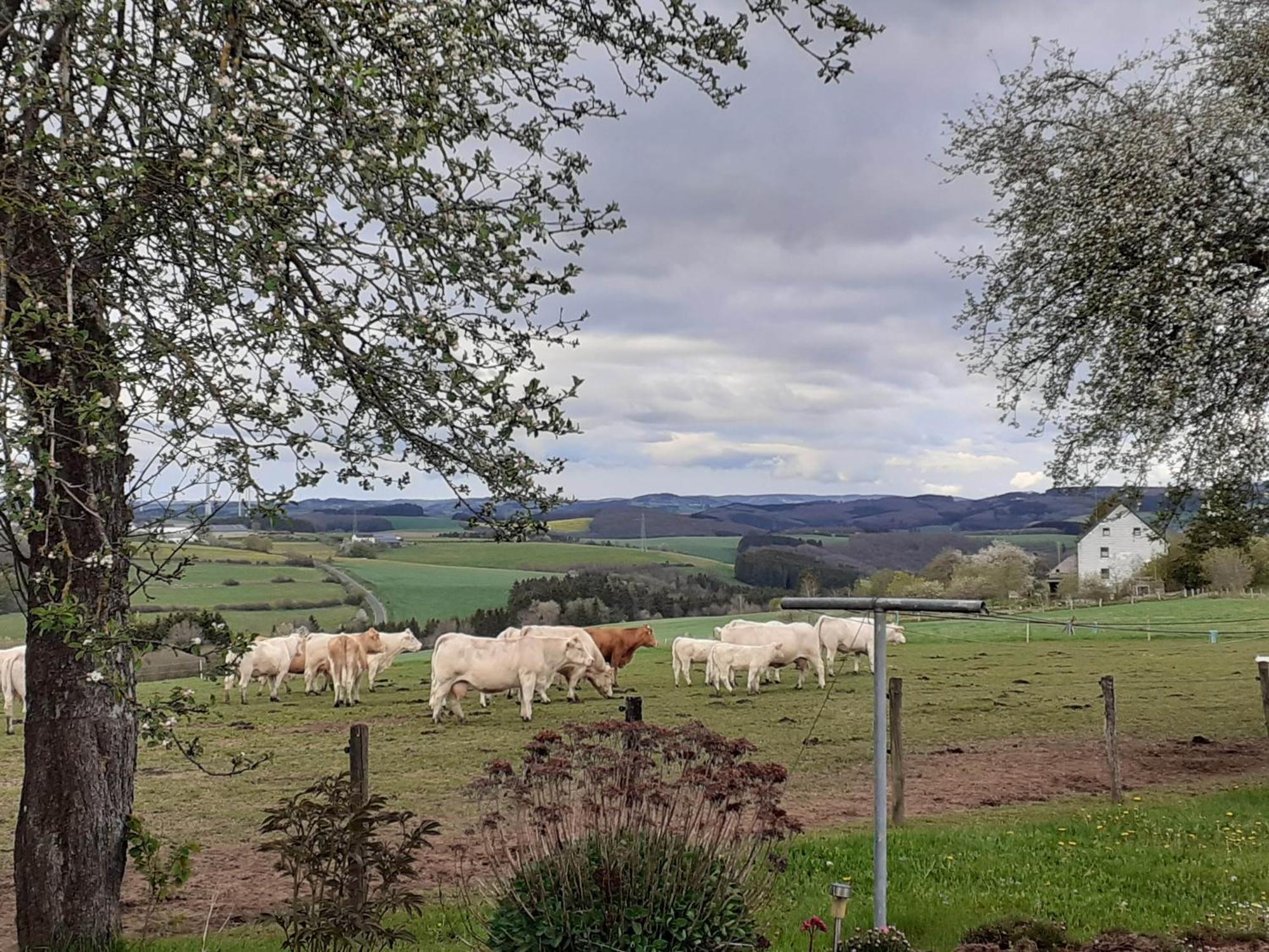 Apartmán Urlaub Mit Hund Auf Dem Bauernhof Hofswald Euscheid Exteriér fotografie