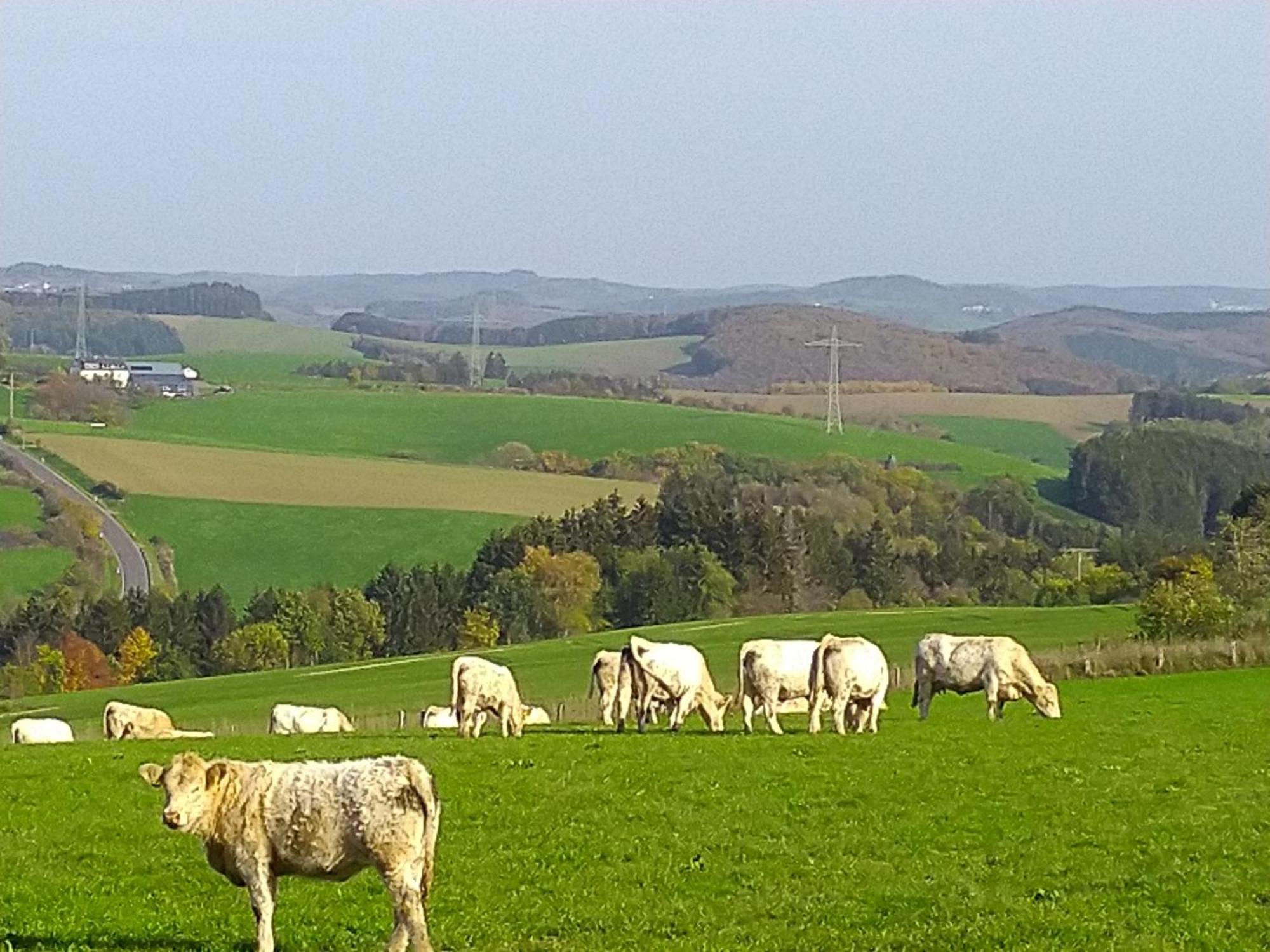 Apartmán Urlaub Mit Hund Auf Dem Bauernhof Hofswald Euscheid Exteriér fotografie